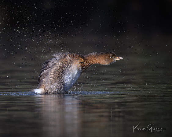 Pied-billed Grebe