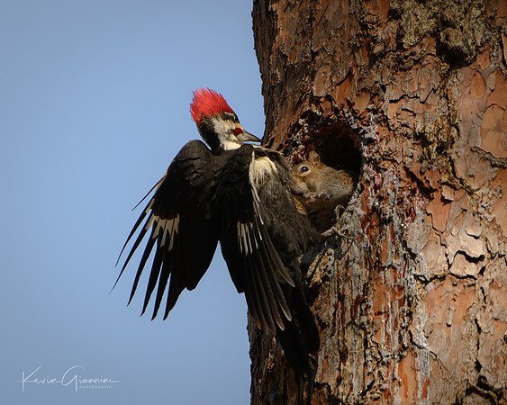 Pileated Woodpecker encounter with a Squirrel