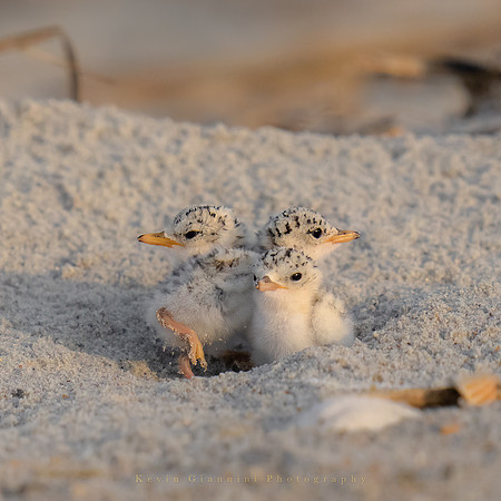 Least Tern Chicks