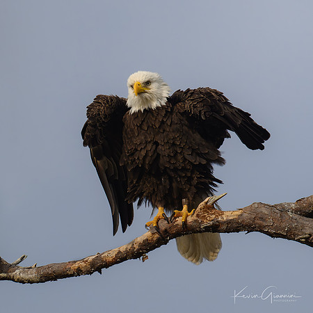 Bald Eagle