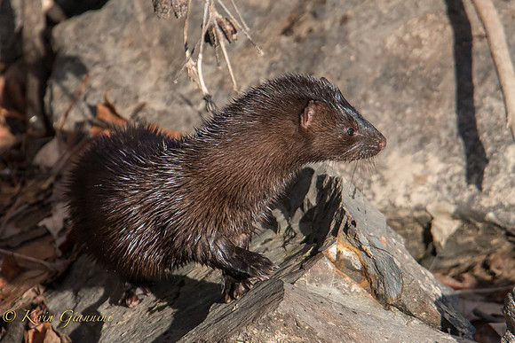 Mink
