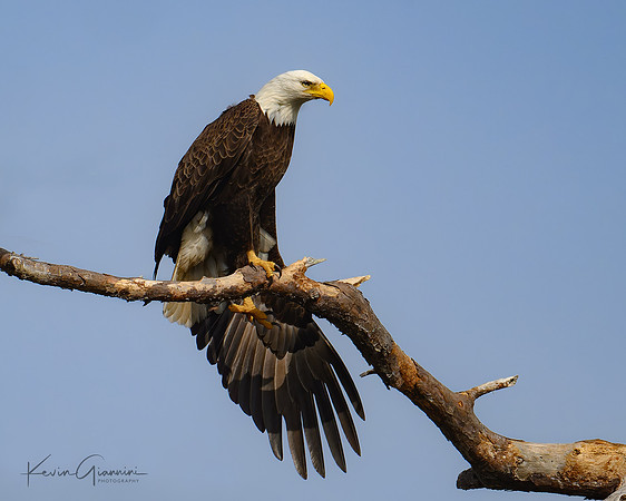 Bald Eagle
