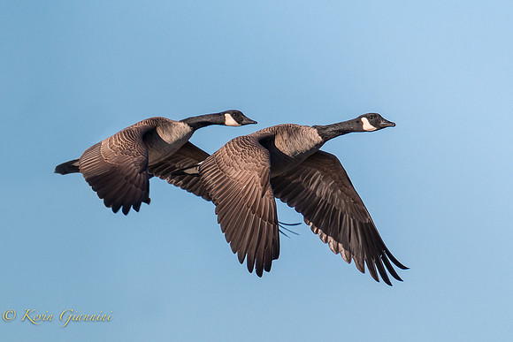 Canada Geese in flight