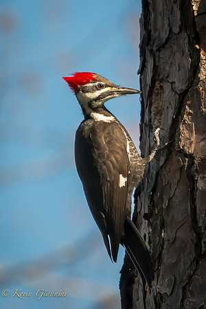 Pileated Woodpecker
