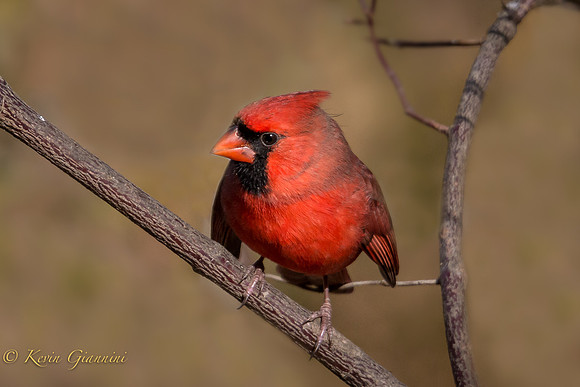 Male Northern Cardinal