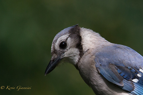 Blue Jay close-up