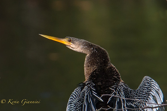 Anhinga