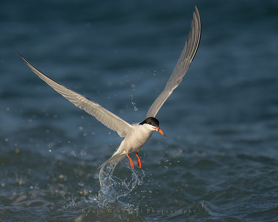 Common Tern