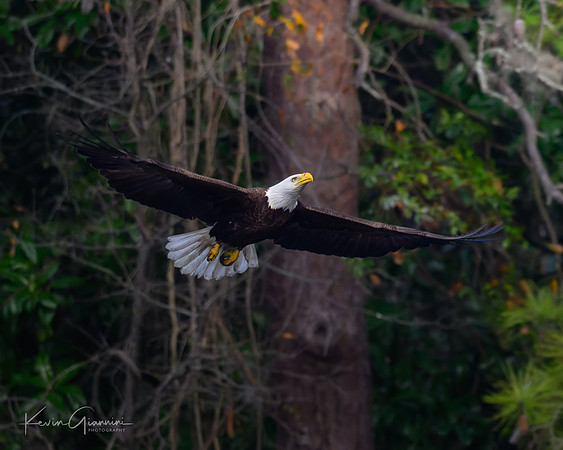 Bald Eagle