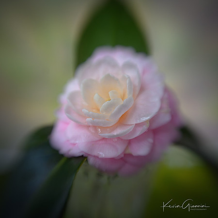 Flowers Macro - Camellia