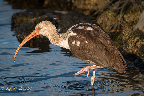 Ibis