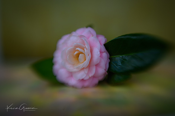 Flowers Macro - Camellia