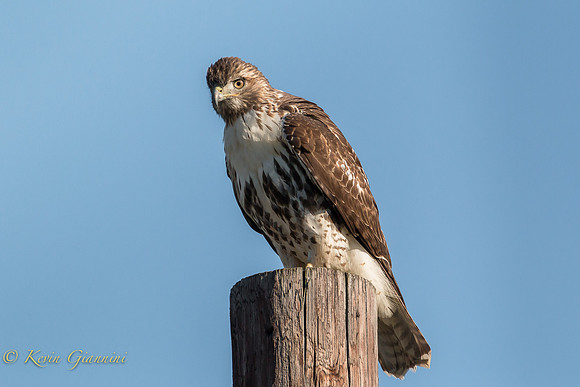 Red tailed Hawk