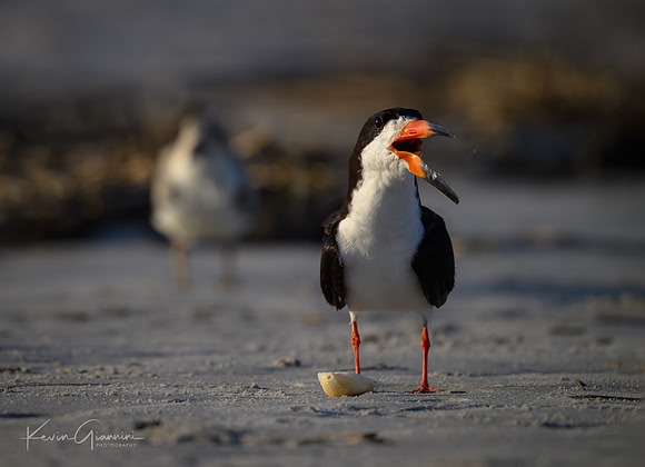 Black Skimmer with chick in background