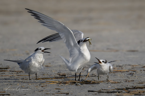 Sandwich Tern(s)