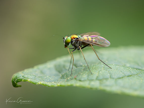 Fly