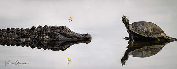 Alligator and Friend