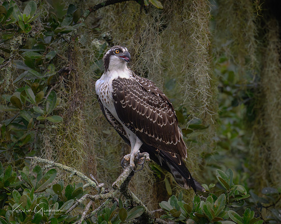Osprey