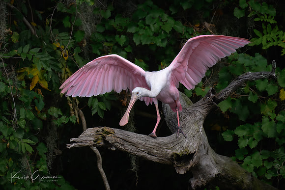 Roseate Spoonbill