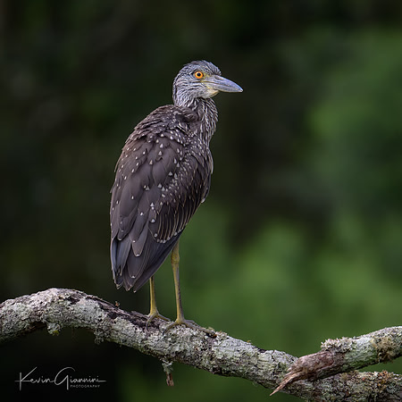 Yellow-crowned Night Heron