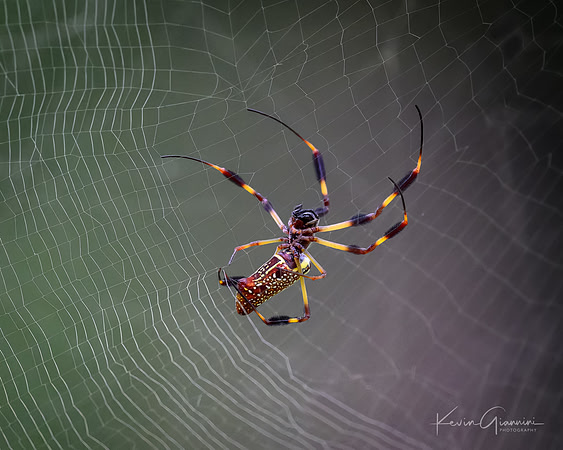 Spider