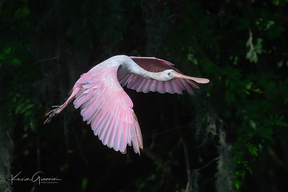 Roseate Spoonbill