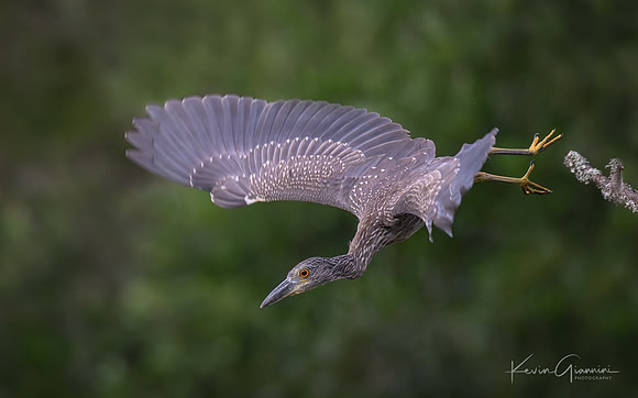 Yellow-crowned Night Heron