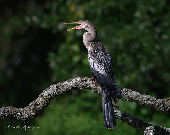 Anhinga
