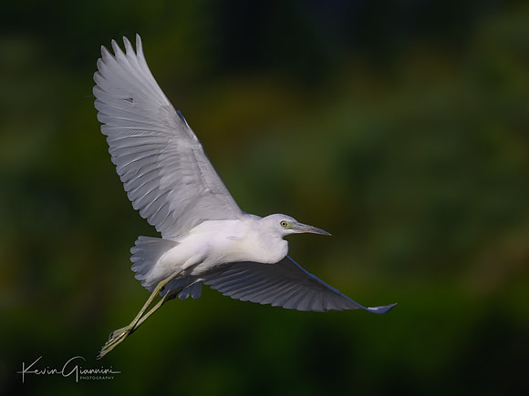 Little Blue Heron