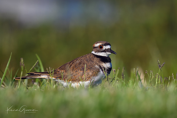 Killdeer