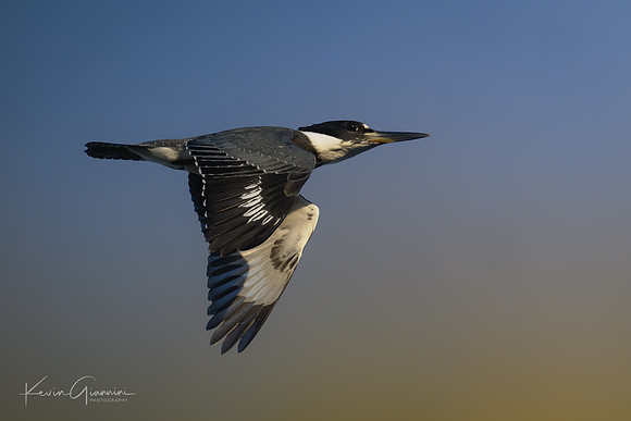 Belted Kingfisher