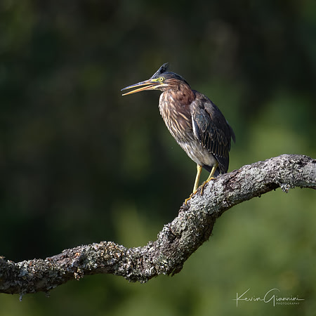 Green Heron