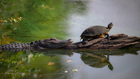 Alligator and Friend