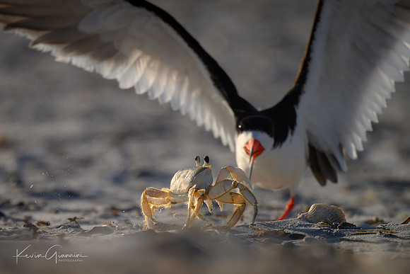 Black Skimmer and Ghost Crab