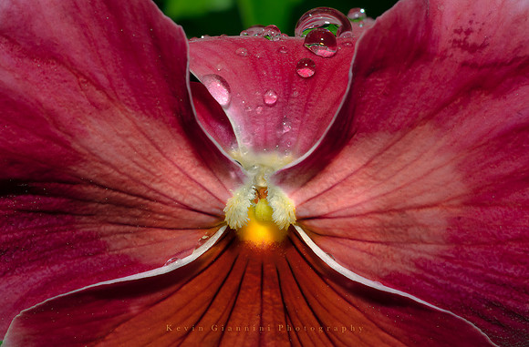 Flower Macro