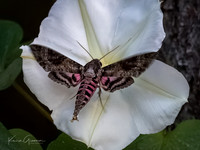 Pink-spotted Hawkmoth