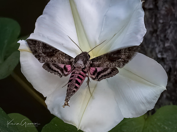 Pink-spotted Hawkmoth