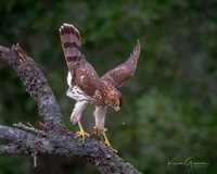 Cooper's Hawk