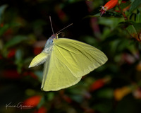 Cloudless Sulphur Butterfly
