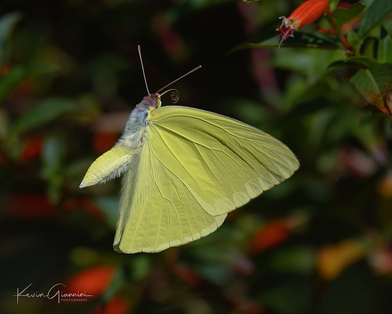 Cloudless Sulphur Butterfly