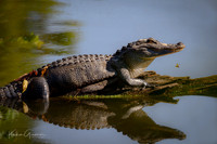 American Alligator