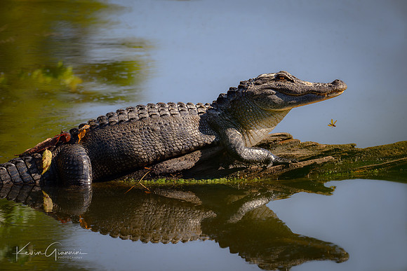 American Alligator