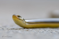 Glass Lizard