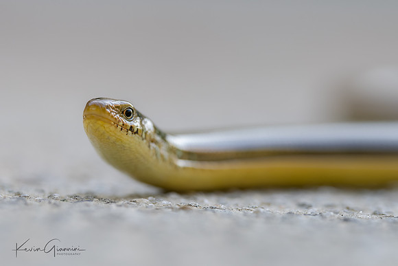 Glass Lizard