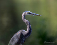 GBH