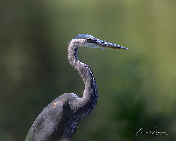 GBH