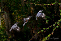 Belted Kingfisher - Composite