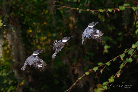 Belted Kingfisher - Composite
