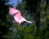 Roseate Spoonbill