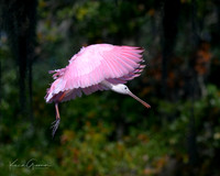 Roseate Spoonbill